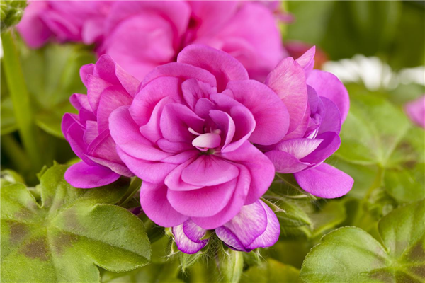 Pelargonium peltatum, gefüllt