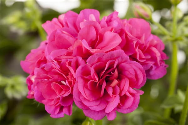 Pelargonium peltatum, gefüllt