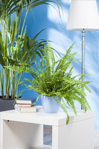 Nephrolepis exaltata