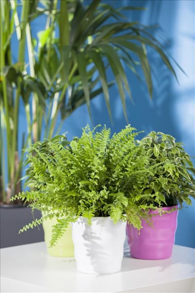 Nephrolepis exaltata
