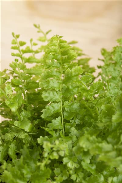 Nephrolepis exaltata