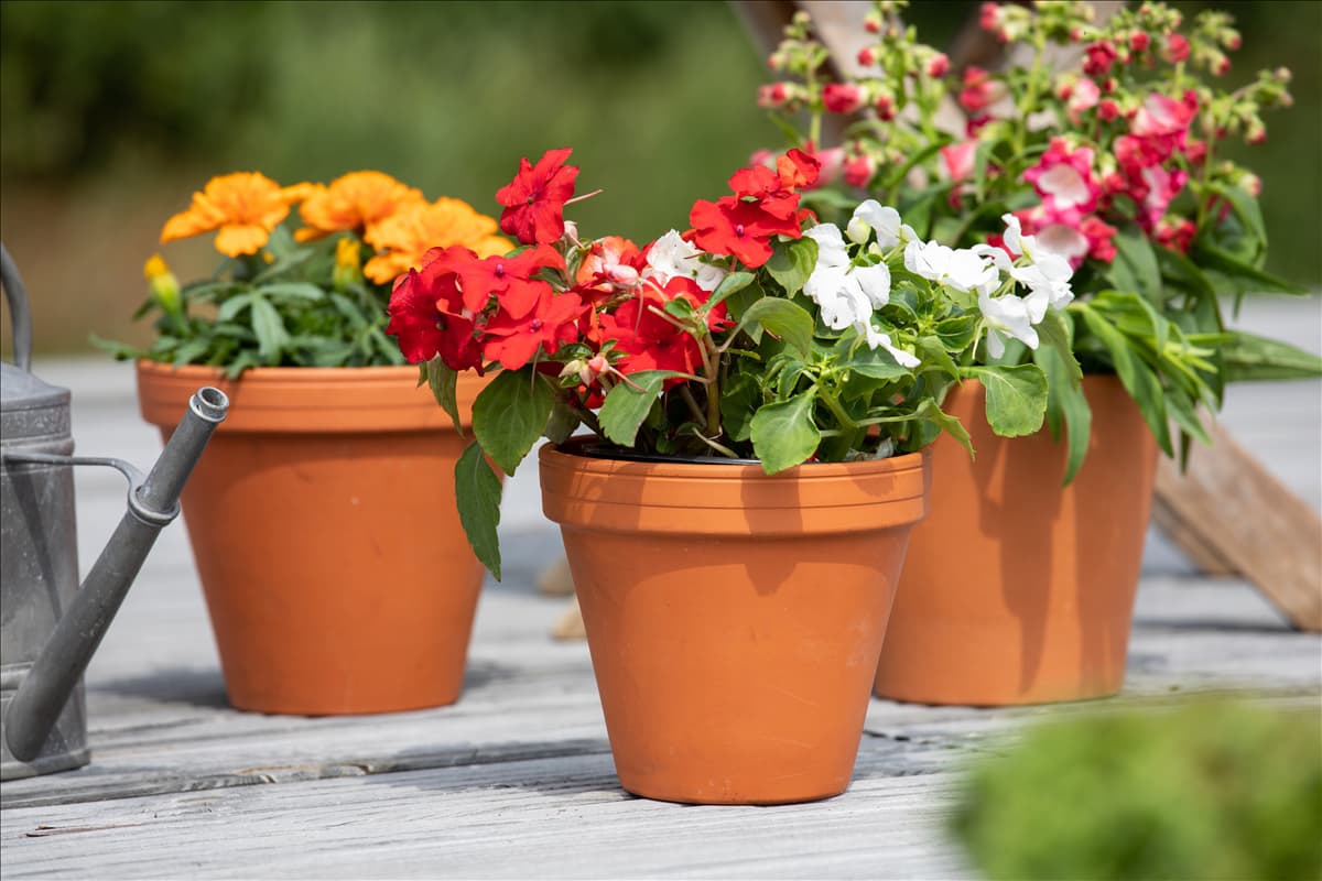 Impatiens walleriana
