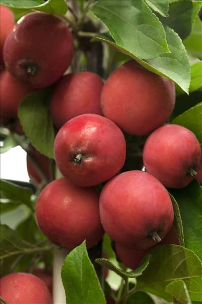 Malus Hybride