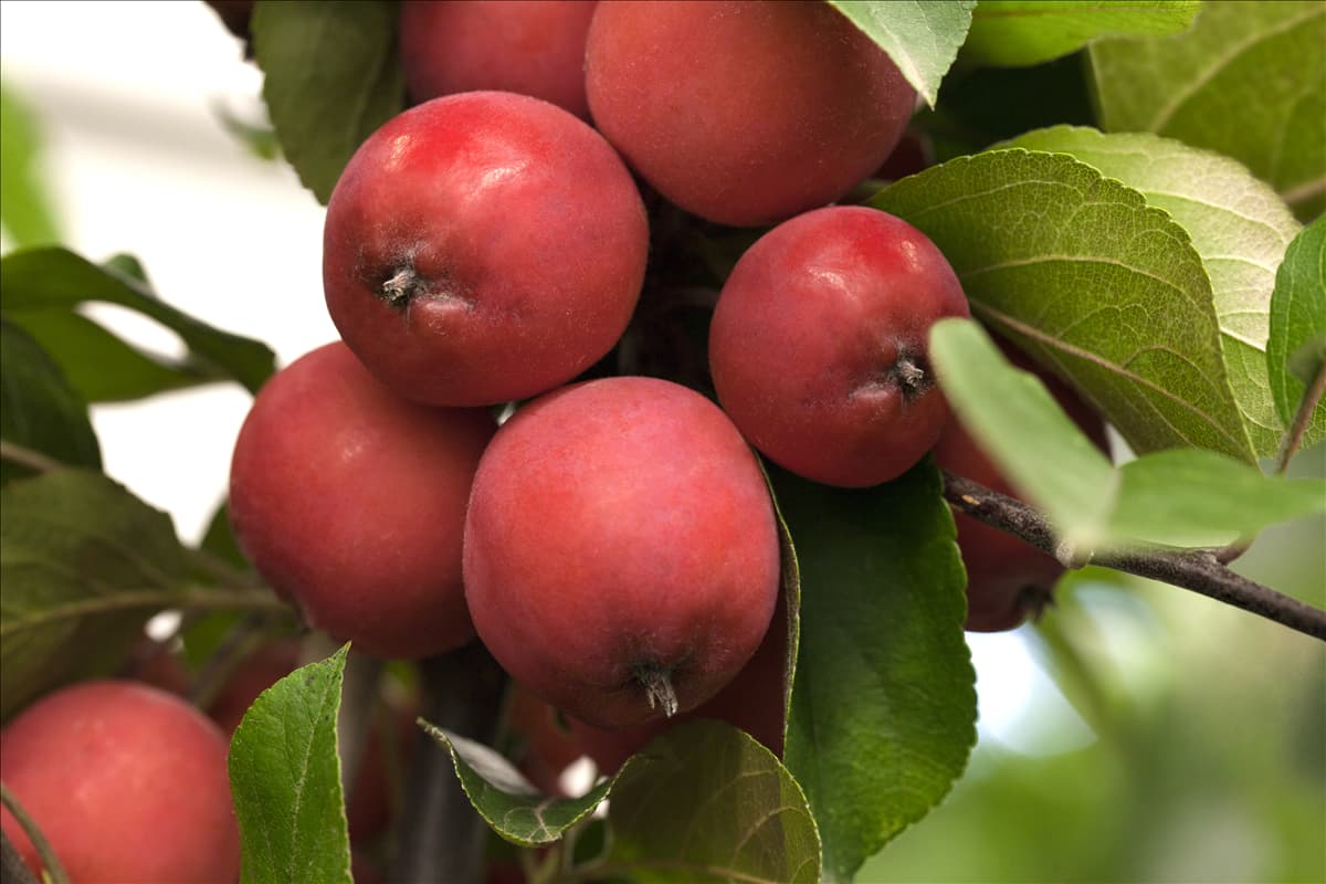 Malus Hybride