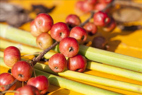 Malus Hybride