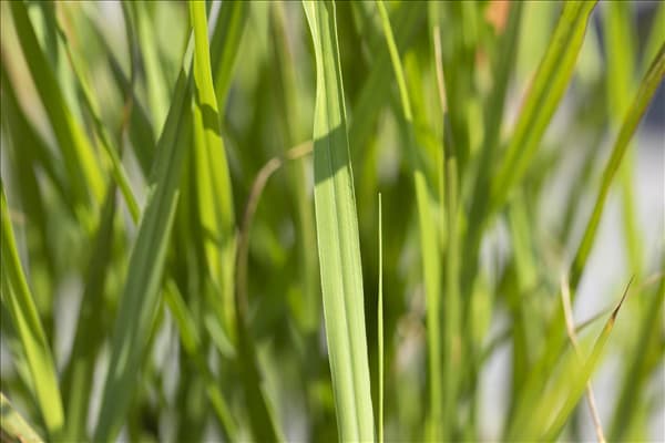 Miscanthus sinensis 'Strictus'