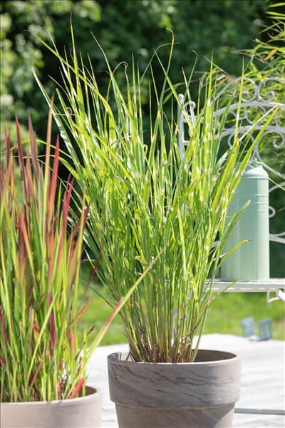 Miscanthus sinensis 'Strictus'