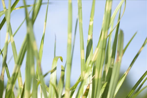 Miscanthus sinensis 'Strictus'
