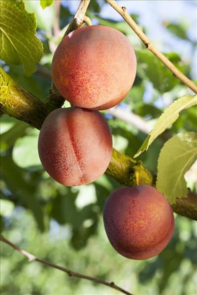 Prunus domestica 'Avalon'
