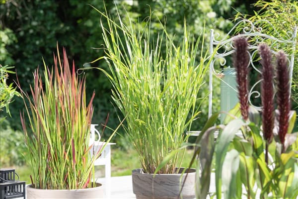 Miscanthus sinensis 'Strictus'