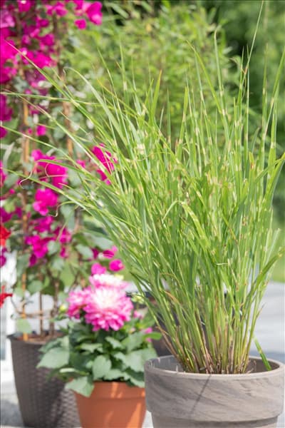 Miscanthus sinensis 'Strictus'