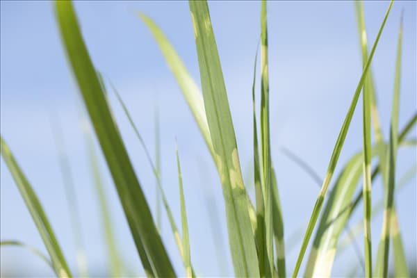 Miscanthus sinensis 'Strictus'