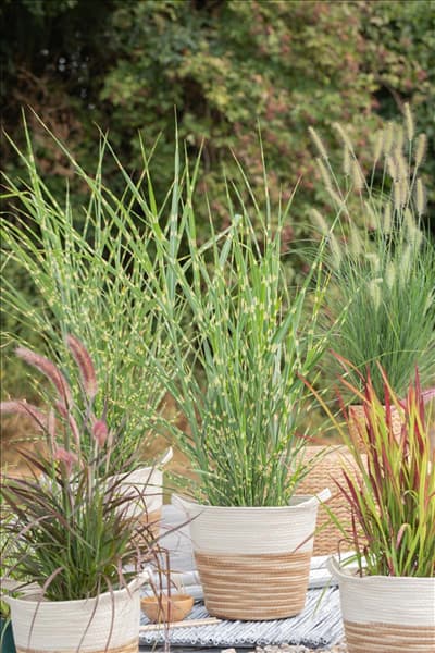 Miscanthus sinensis 'Strictus'