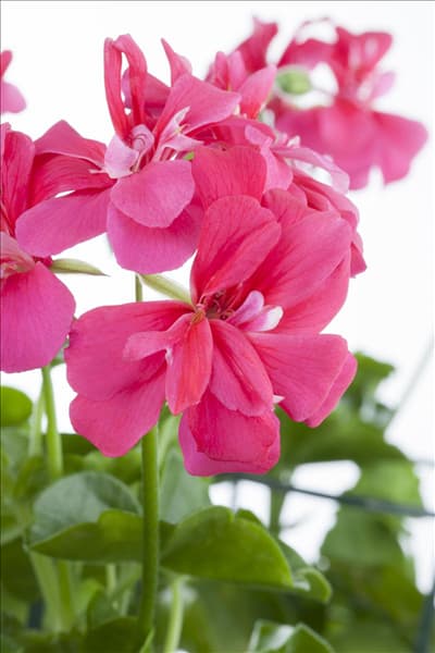 Pelargonium peltatum