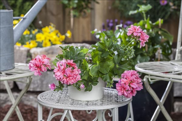 Pelargonium peltatum