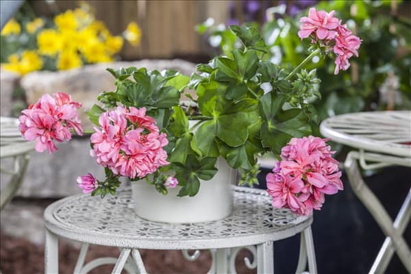 Pelargonium peltatum