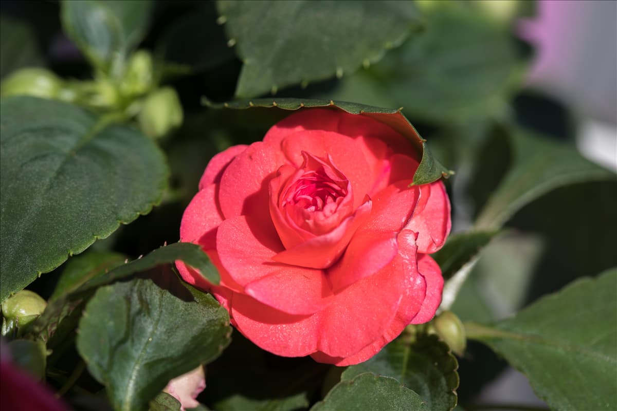 Impatiens walleriana