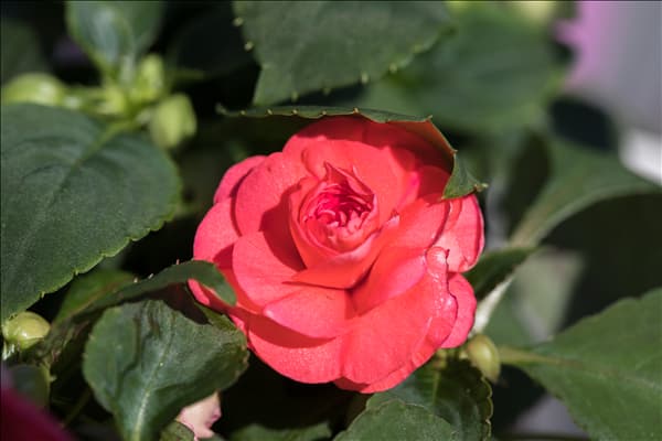 Impatiens walleriana, gefüllt