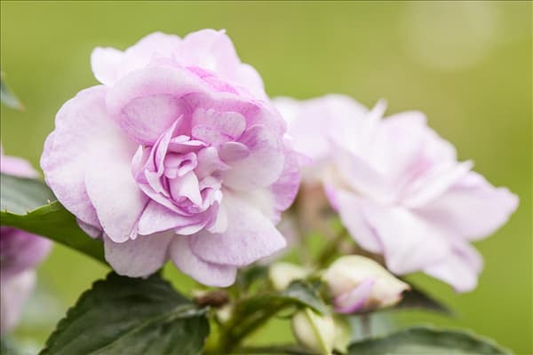 Impatiens walleriana, gefüllt
