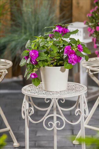 Impatiens walleriana, gefüllt