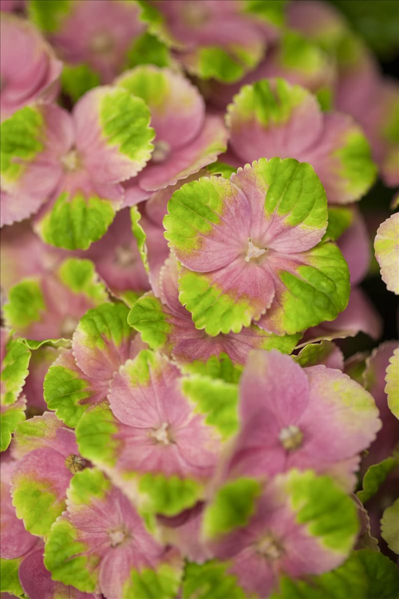 Hydrangea macrophylla 'Magical Amethyst'®