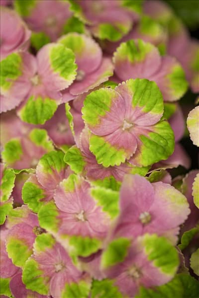 Hydrangea macrophylla 'Magical Amethyst'®