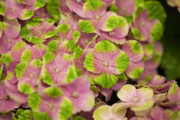 Hydrangea macrophylla 'Magical Amethyst'®