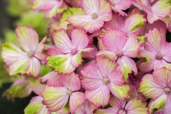 Hydrangea macrophylla 'Magical Amethyst'®