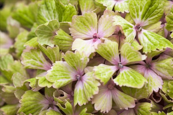 Hydrangea macrophylla 'Magical Amethyst'®