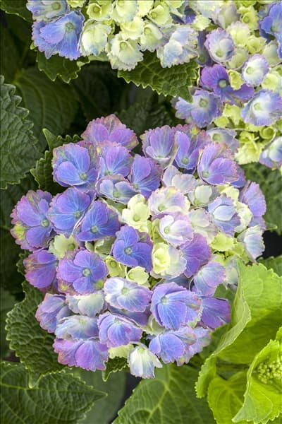 Hydrangea macrophylla 'Magical Amethyst'®