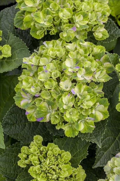 Hydrangea macrophylla 'Magical Amethyst'®