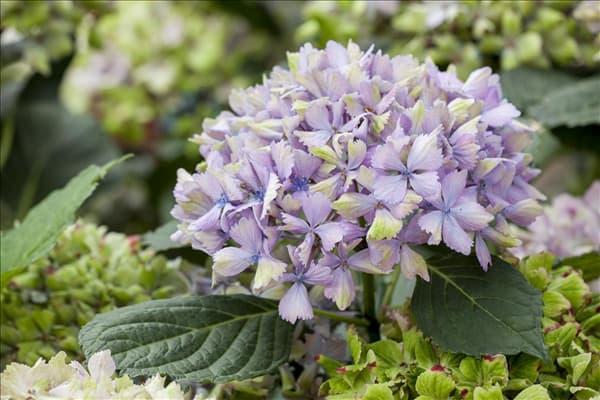 Hydrangea macrophylla 'Magical Amethyst'®