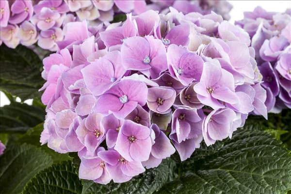 Hydrangea macrophylla 'Magical Amethyst'®