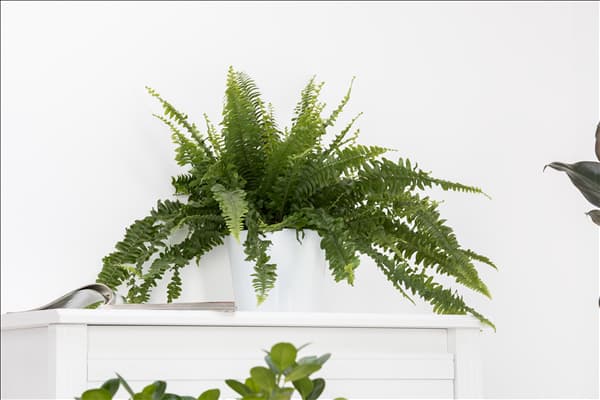 Nephrolepis exaltata 'Green Lady'
