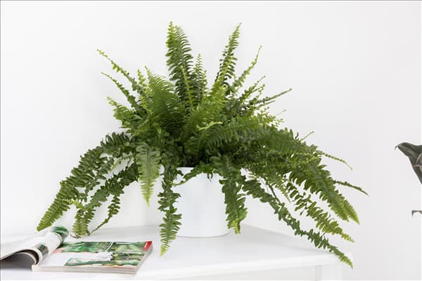 Nephrolepis exaltata 'Green Lady'