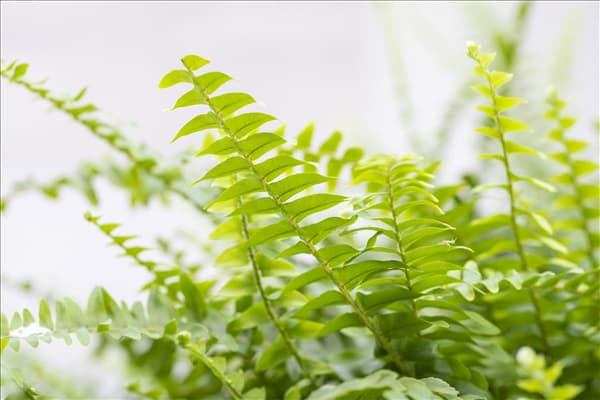 Nephrolepis exaltata 'Green Lady'