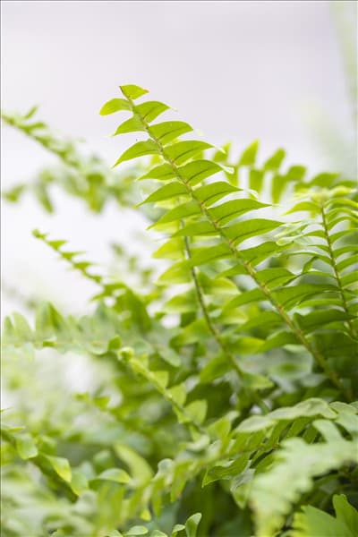 Nephrolepis exaltata 'Green Lady'