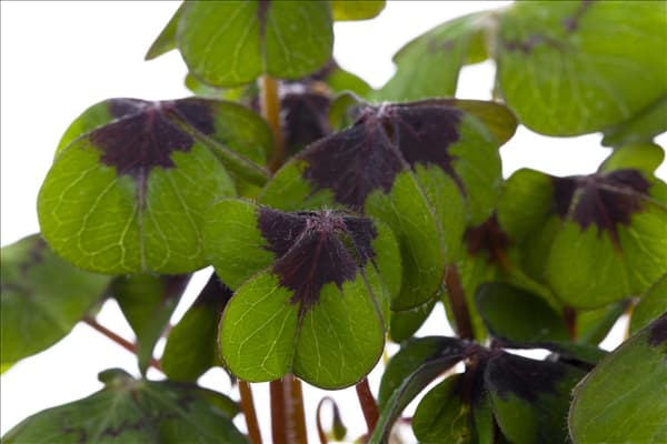 Oxalis deppei