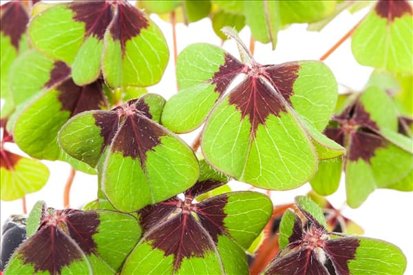 Oxalis deppei