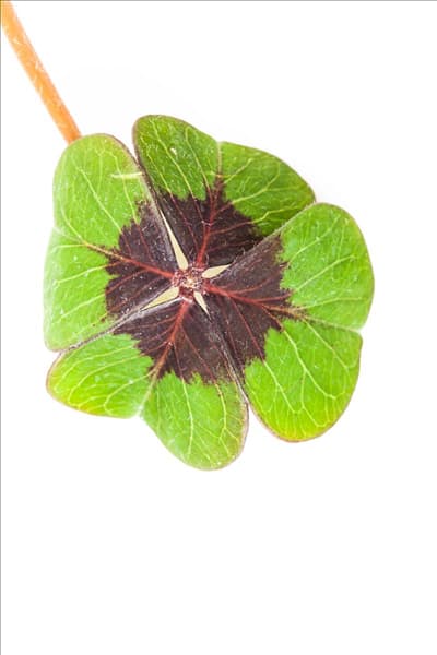 Oxalis deppei