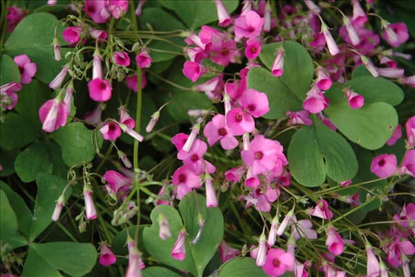 Oxalis deppei