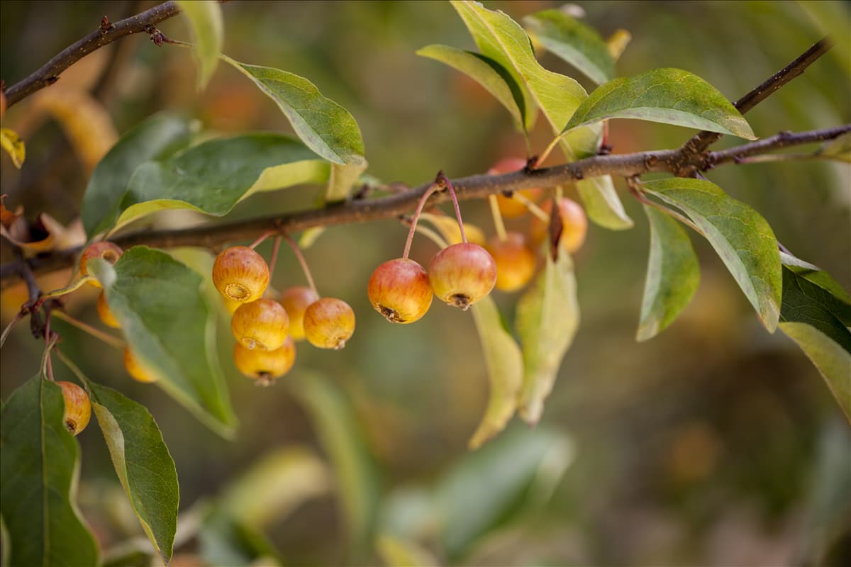 Malus 'Pom Zai'®