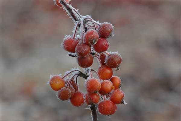 Malus 'Pom Zai'®