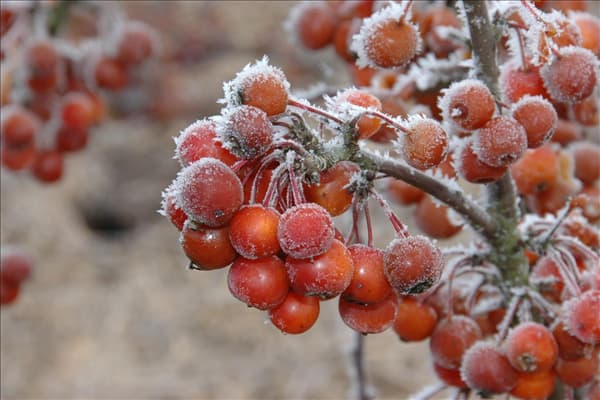 Malus 'Pom Zai'®