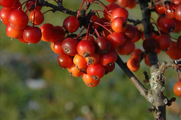 Malus 'Pom Zai'®