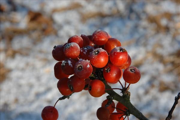 Malus 'Pom Zai'®