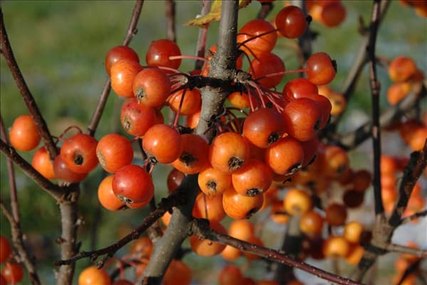 Malus 'Pom Zai'®