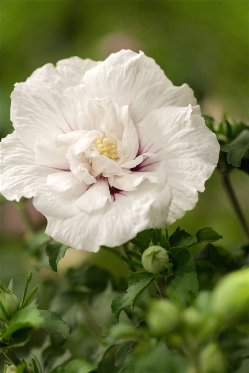 Hibiscus 'Chiffon'®