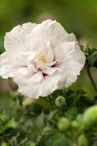 Hibiscus 'Chiffon'®