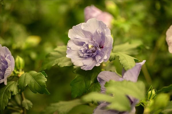 Hibiscus syriacus 'Lavender Chiffon'®